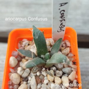 ariocarpus confusus