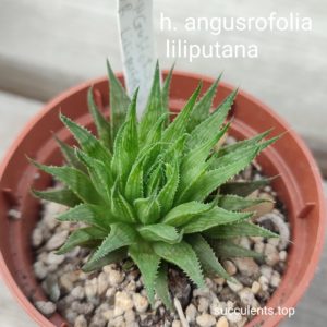 haworthia liliputana