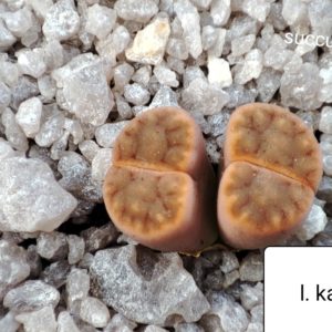 lithops karasmontana ironestone