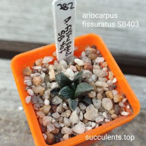 ariocarpus fissuratus SB503