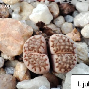 lithops julii reticulata