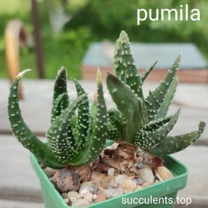 haworthia pumila