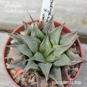 haworthia emelyae multifolia x haw