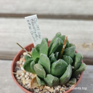 haworthia truncata x chivagri