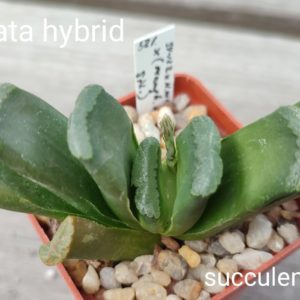 haworthia truncata hybrid