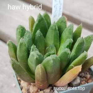 haworthia hybrid
