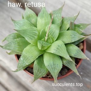 haworthia retusa