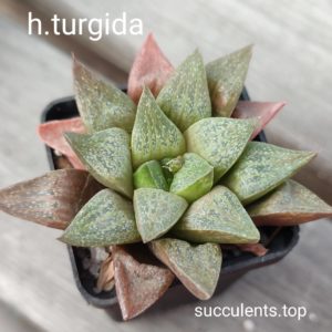 haworthia turgida