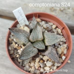 haworthia comptoniana S24