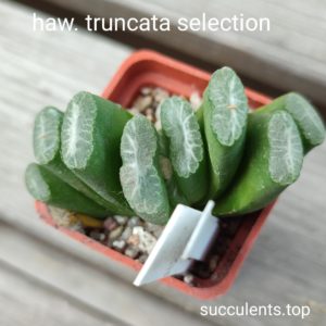 haworthia truncata selection