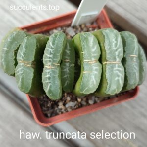 haworthia truncata selection