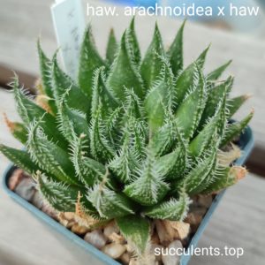 haworthia arachnoidea x haw