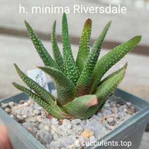 haworthia minima Riversdale