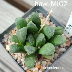 haworthia MIG2
