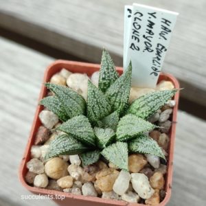 haworthia emelyae major selection