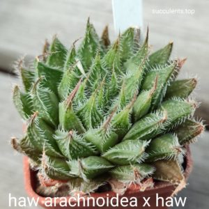 haworthia arachnoidea x haw