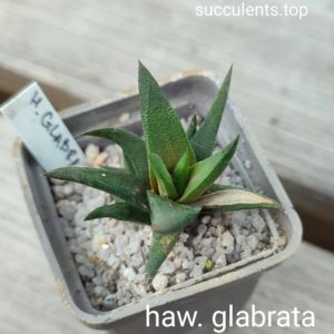 haworthia glabrata