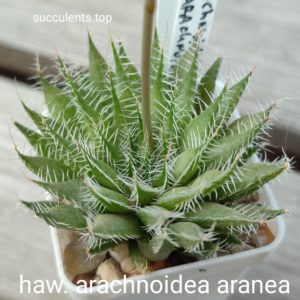 haworthia arachnoidea aranea