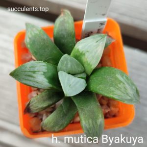 haworthia mutica byakuya
