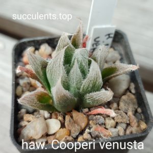 haworthia coo[eri venusta
