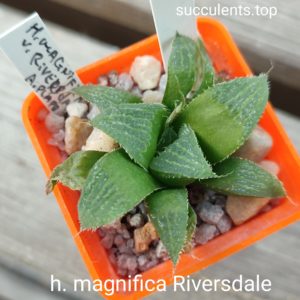 haworthia magnifica Riversdale