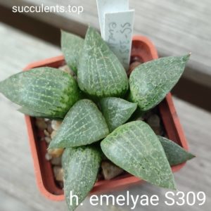 haworthia emelyae S309