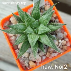haworthia nor2