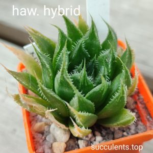 haworthia hybrid