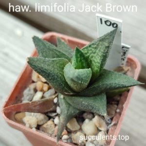 haworthial imifolia Jack Brown