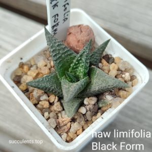 haworthia limifolia black form