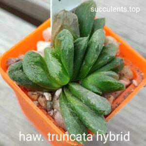 haworthia truncata hybrid