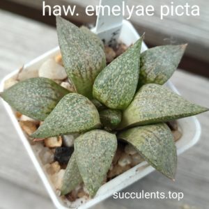 haworthia emelyae picta