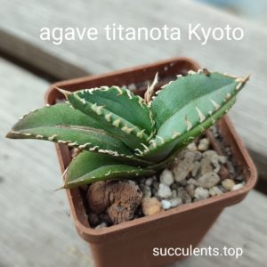 agave titanota cv kyoto