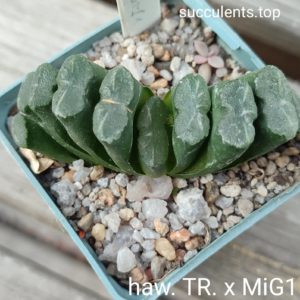 haworthia truncata x MIG1