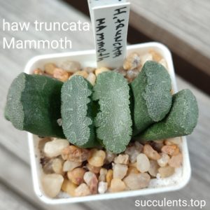 haworthia truncata cv mammoth