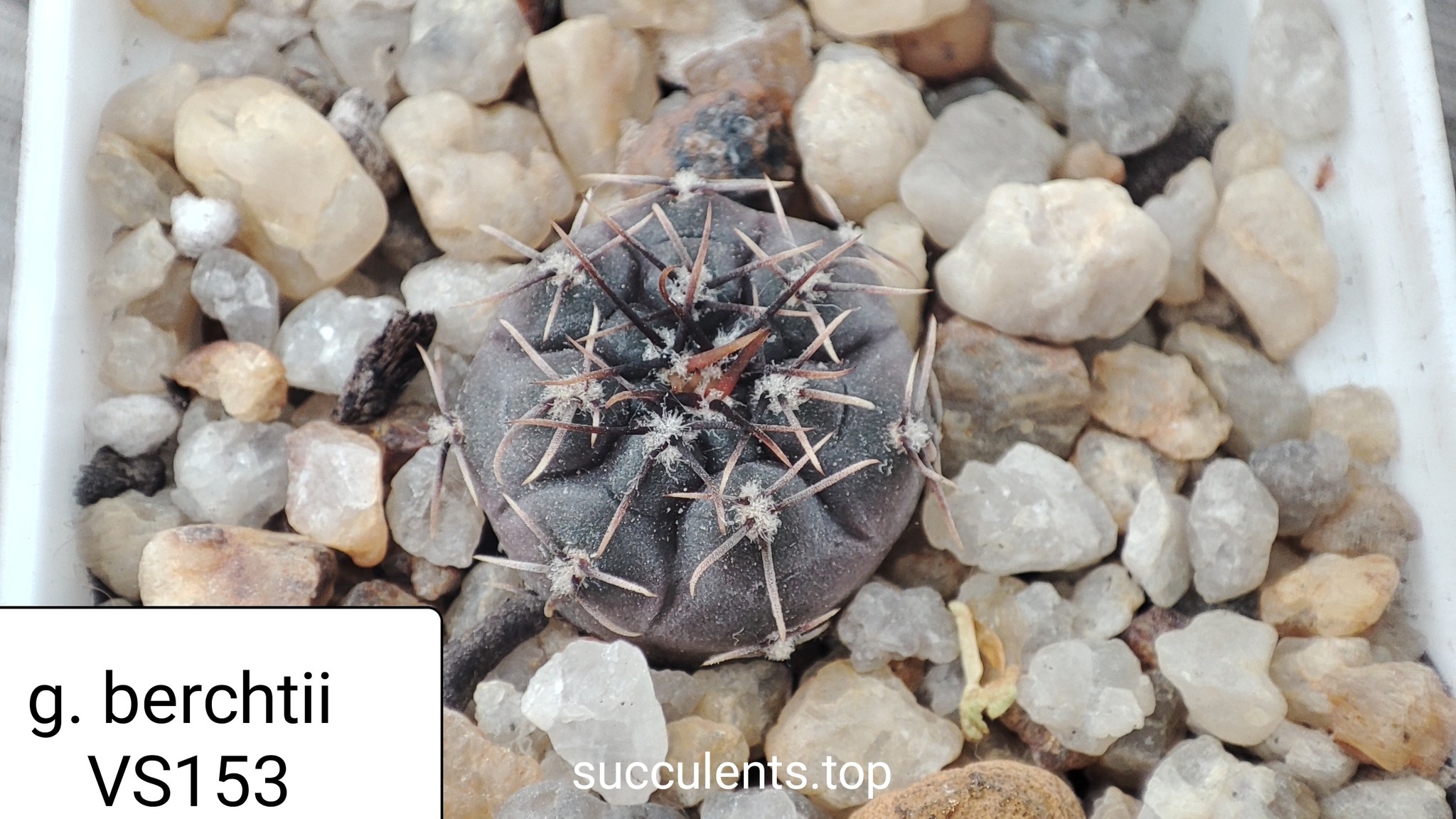 gymnocalycium berchtii vs153