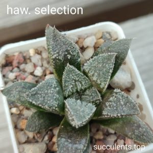 haworthia selection