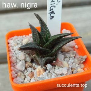 haworthia nigra