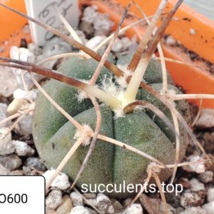 gymnocalycium armatum JO600