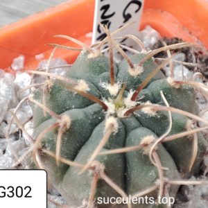 gymnocalycium vatteri VG302