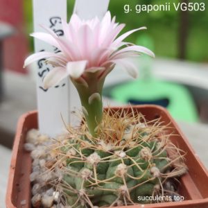 gymnocalycium gaponii VG503