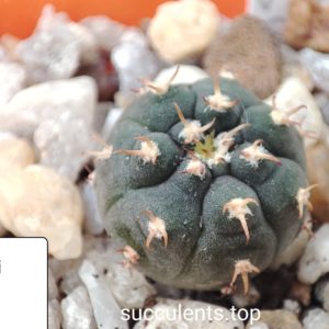 gymnocalycium spegazzinii unguispinum brevispinum