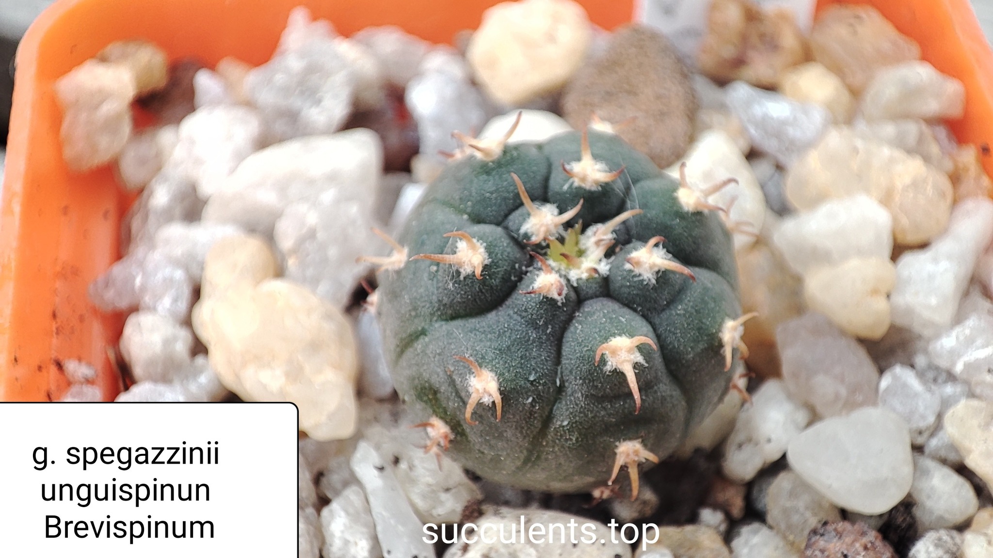 gymnocalycium spegazzinii unguispinum brevispinum