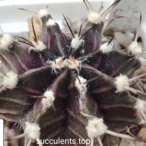 gymnocalycium mihanovichii albiflorum