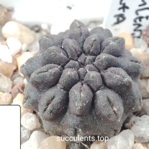 neochelenia occulta selection