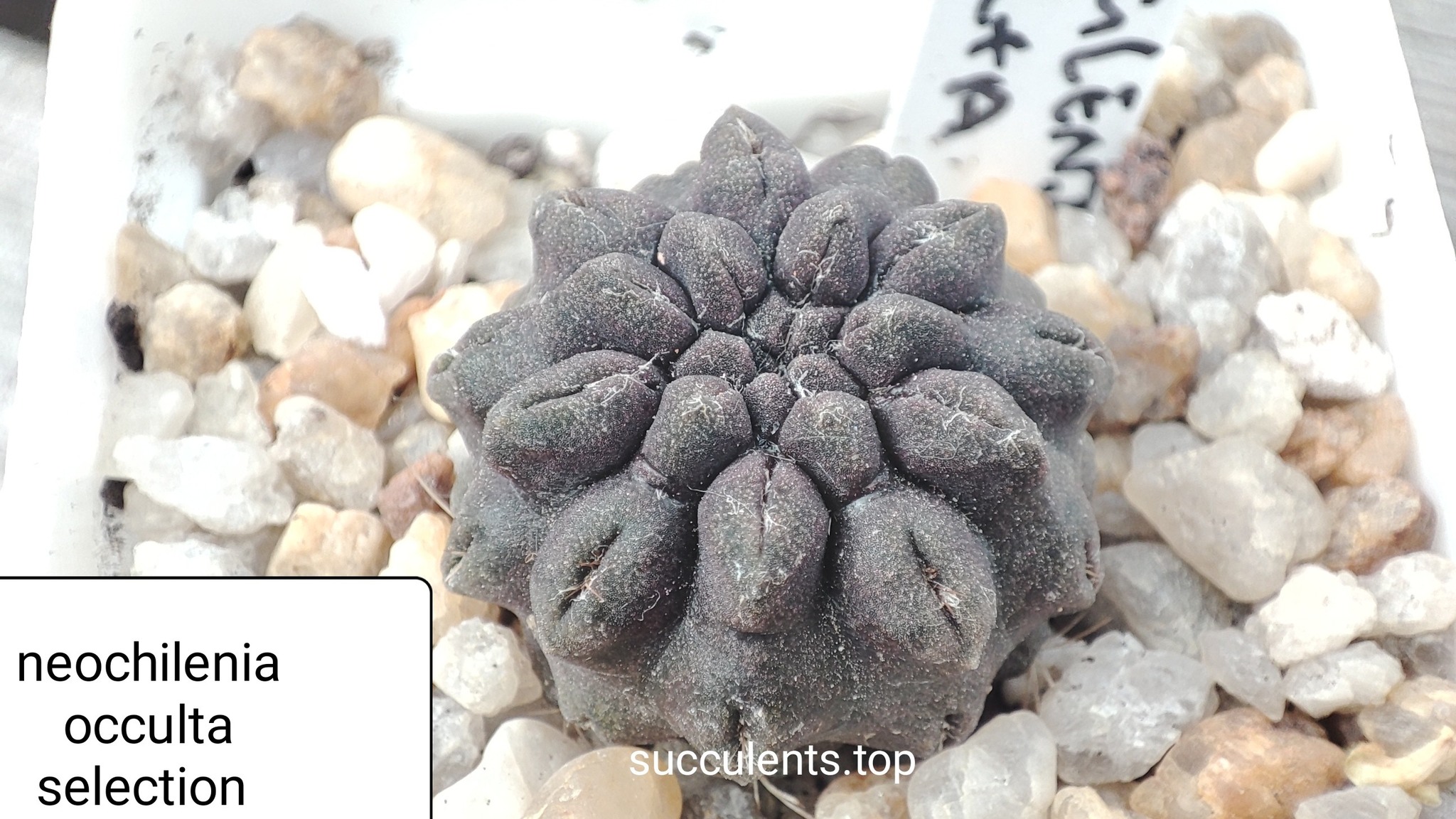 neochelenia occulta selection