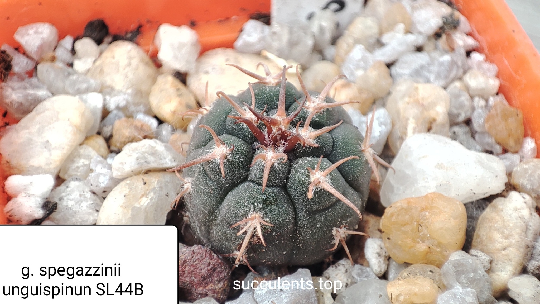 gymnocalycium spegazzinii unguispinum SL44B