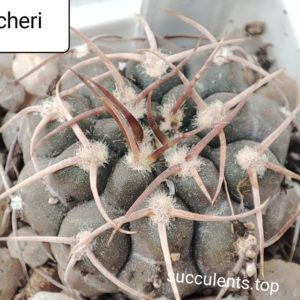 gymnocalycium fischeri
