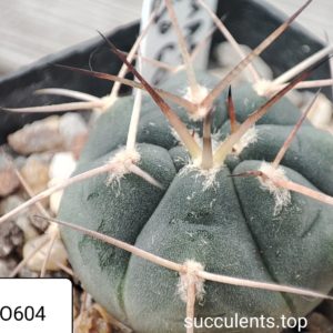 gymnocalycium armatum JO604