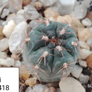 gymnocalycium brechtii gn89-158.418